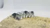 Ученые напечатали на 3D-принтере магнитных роботов-оригами для лечения без операций