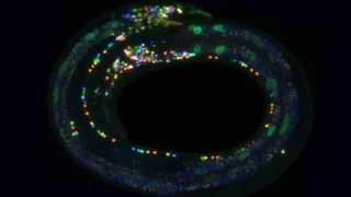 Ученые рисуют реалистичный цветной атлас мозга