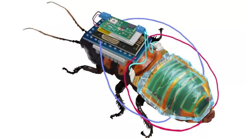 Японские ученые создали дистанционно управляемых тараканов-киборгов