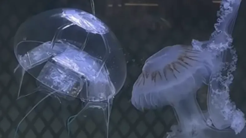 Китайские ученые создали робота-медузу для шпионажа в океане