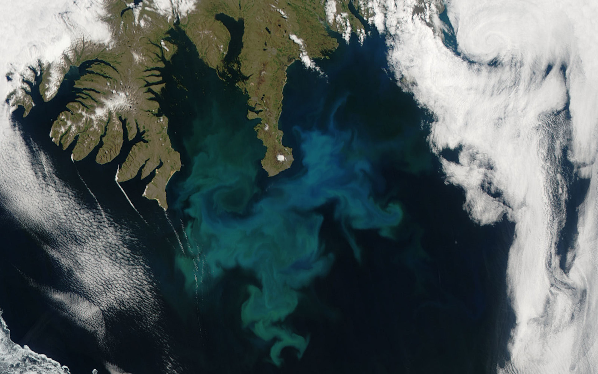 Фитопланктон у берегов Исландии, заснятый спутником Aqua NASA в 2010 году.