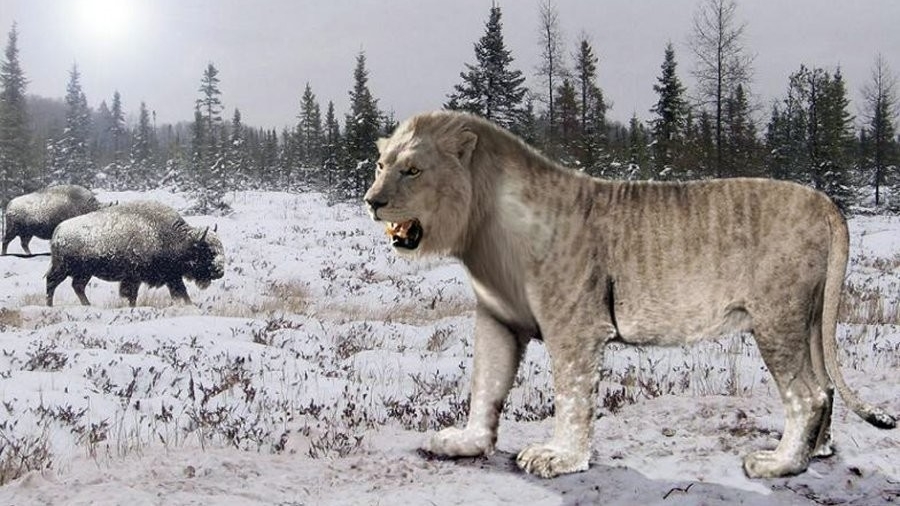 Ученые хотят воссоздать вымершего пещерного льва 