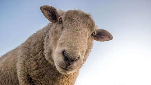 Овцы станут донорами органов для пересадки