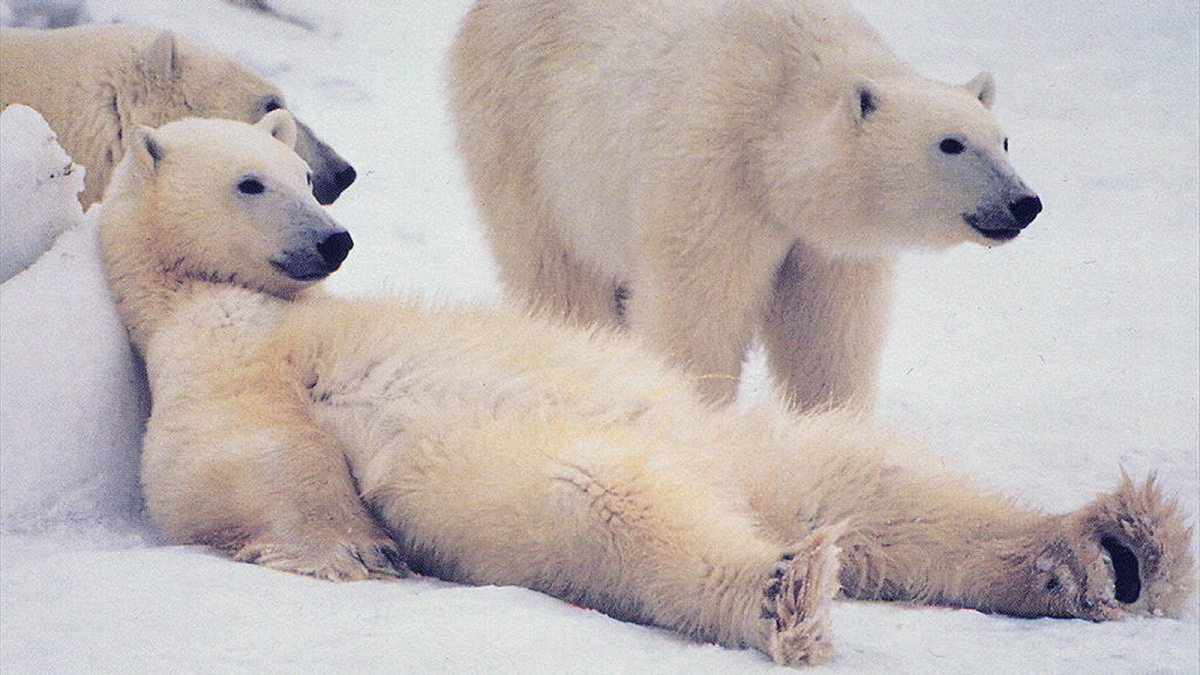 Мех белого медведя обманывает тепловизор 