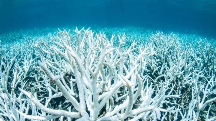 Ученые заново заселили мертвый коралловый риф с помощью звуков