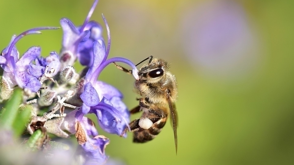 Количество видов пчел сильно сократилось