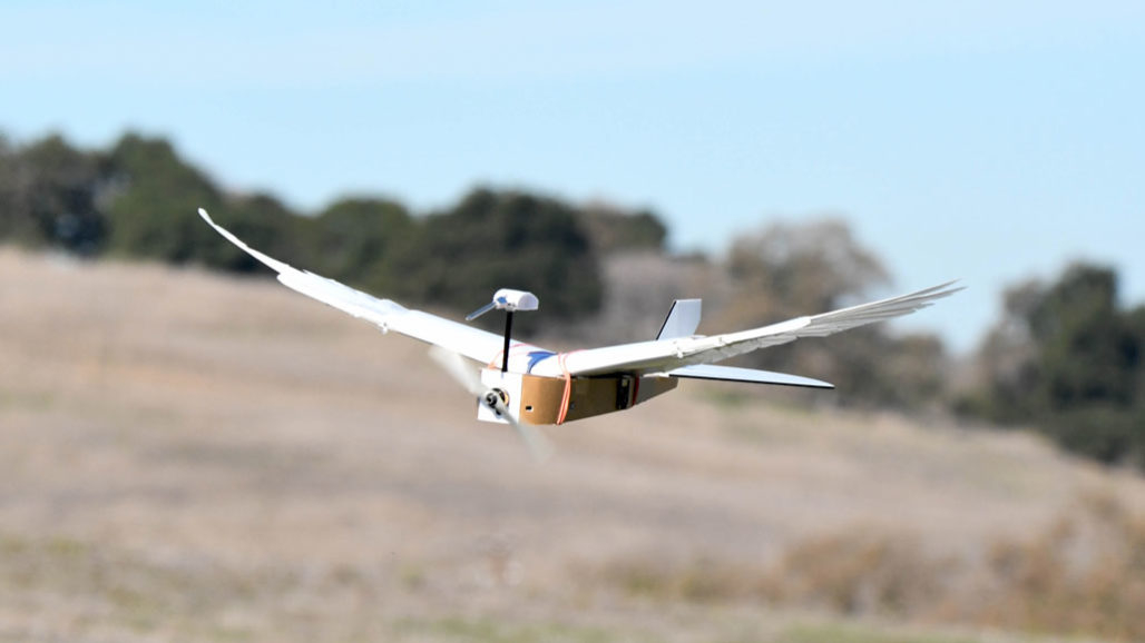 PigeonBot — первый робот, летающий как настоящая птица