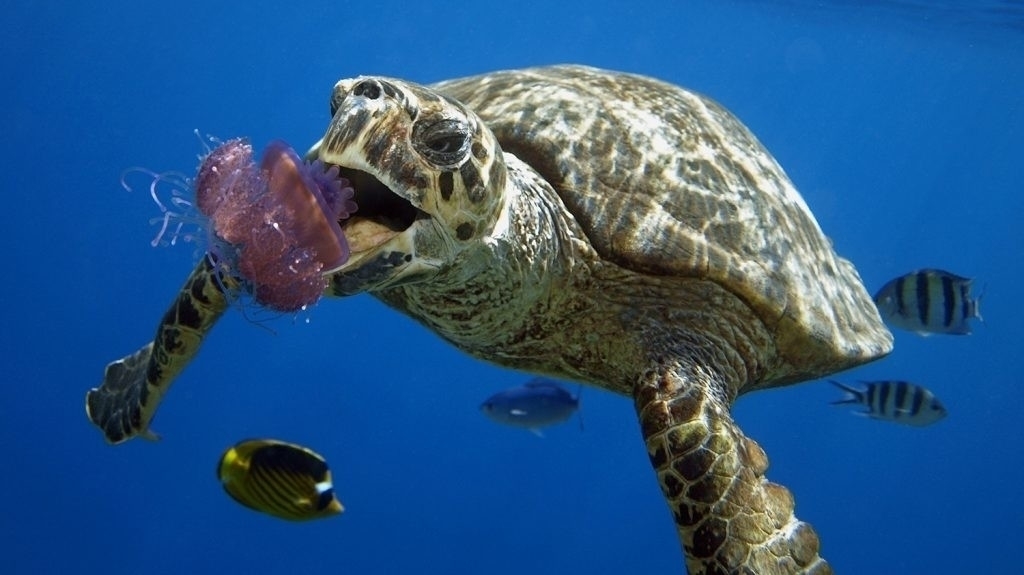 Черепахи едят пластик из-за его запаха
