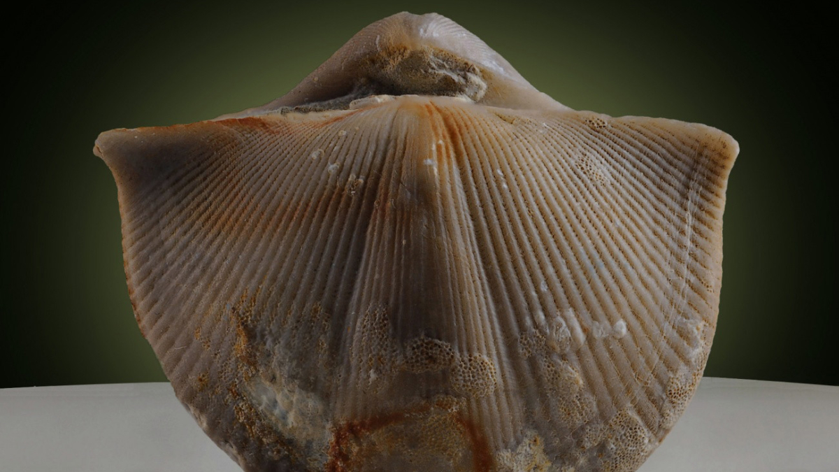 Раковина моллюска помогла определить продолжительность суток на древней земле