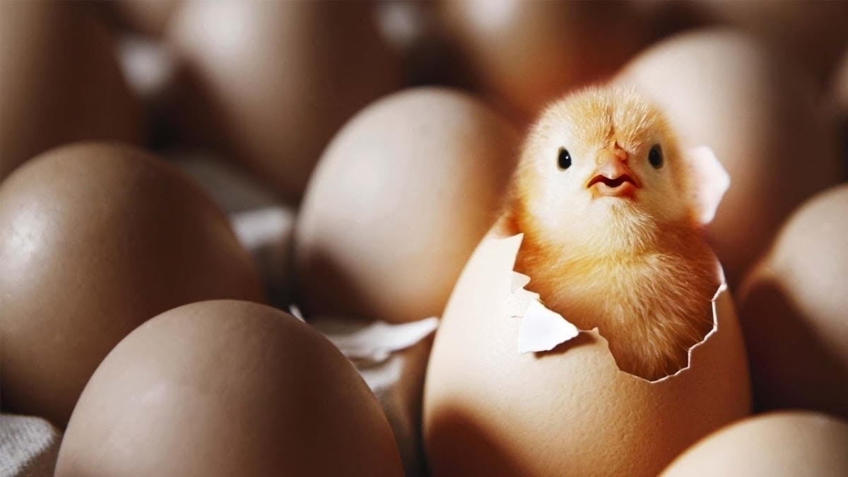 Посмотрите как развивается цыпленок внутри яйца