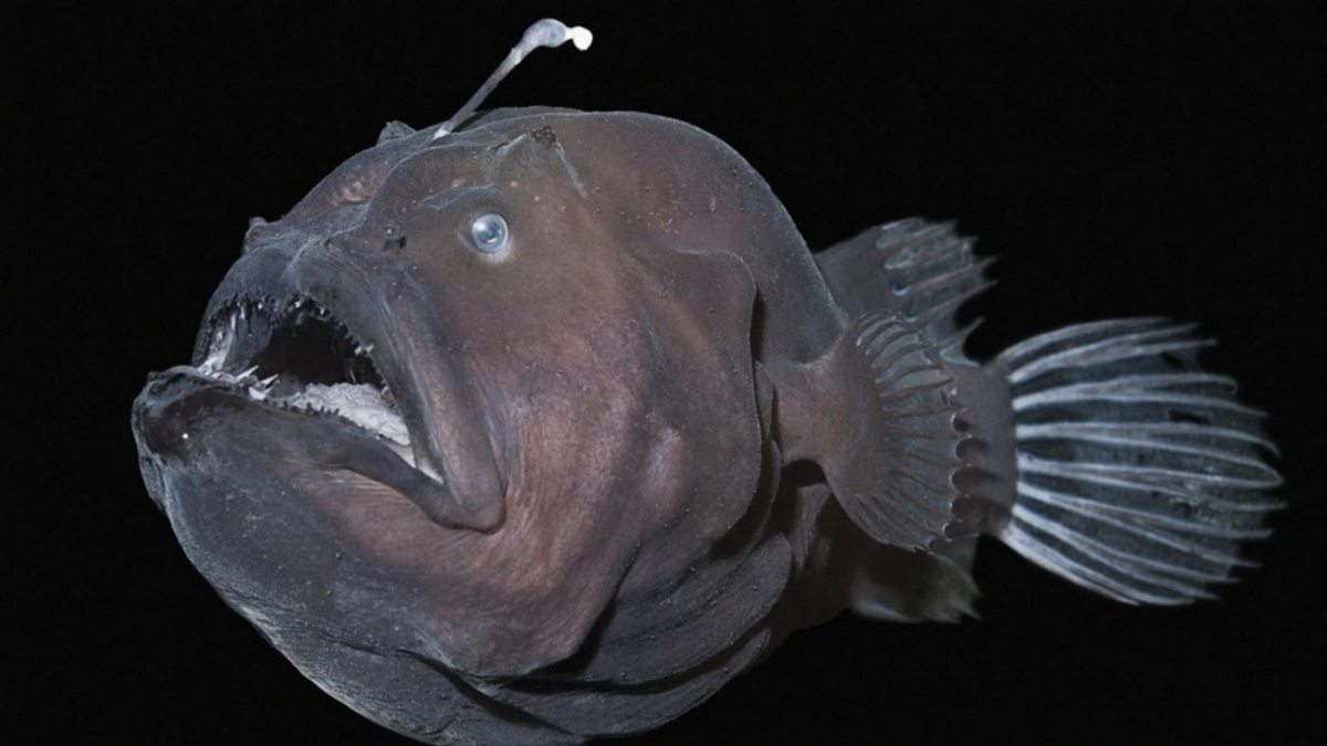 В Мексиканском заливе обнаружены рыбы-невидимки
