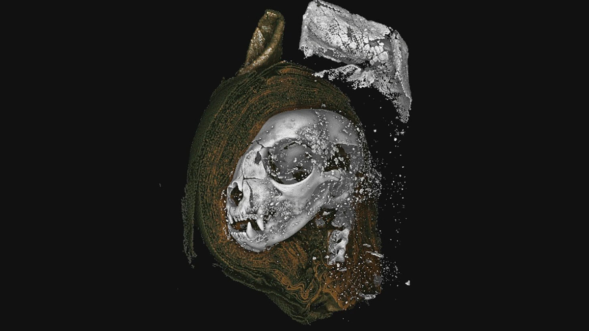 Египетские мумии животных были развернуты с помощью трехмерных рентгеновских снимков