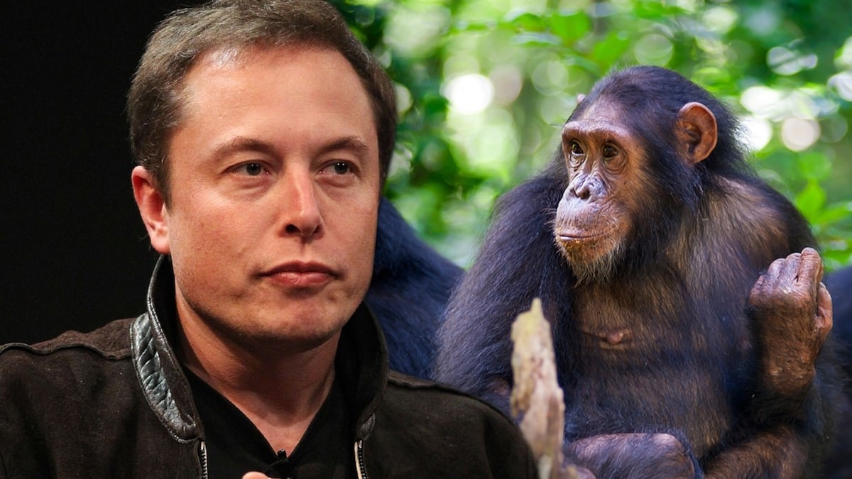 Илон Маск подключил мозг обезьяны к видеоигре
