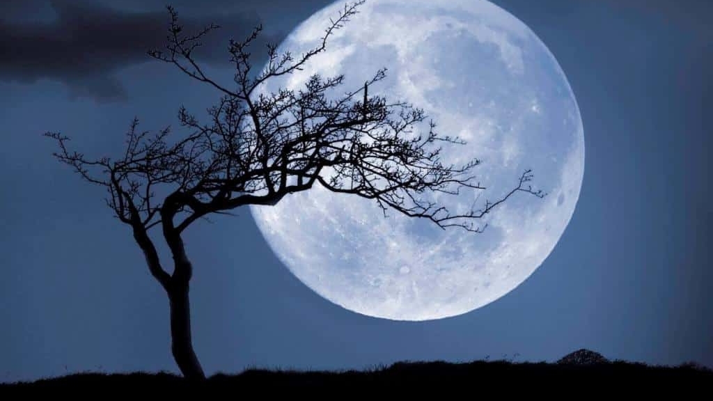 Что такое лунные деревья?