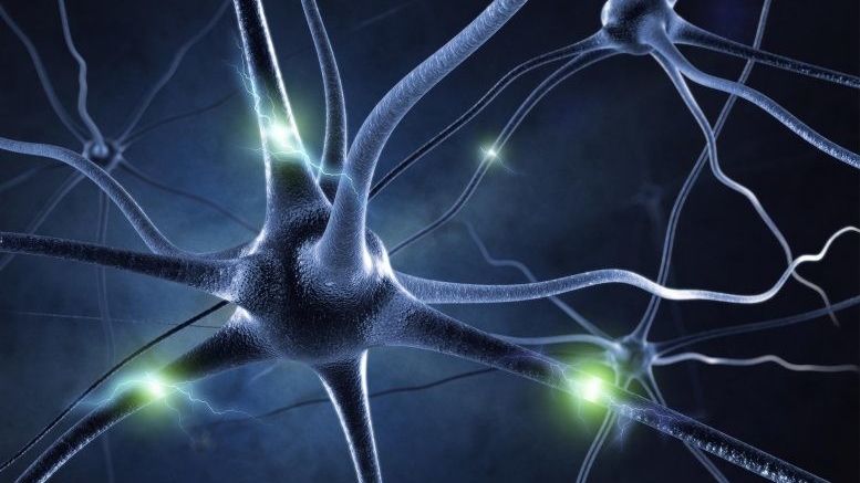 Ученые, возможно, раскрыли функцию таинственной структуры, обнаруженной на нейронах мозга