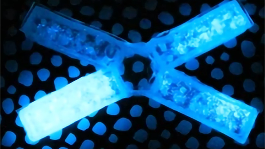 Биологические источники света — инженеры разработали гибкие светильники из необычного материала