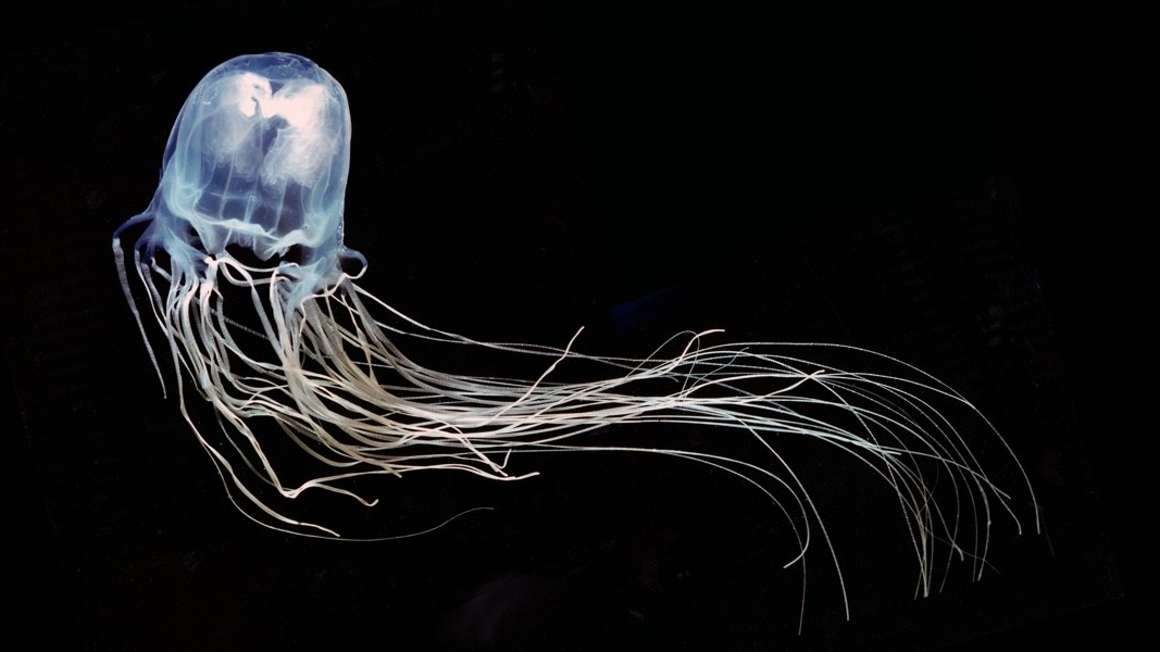 Высокий интеллект без мозга — новое исследование ломает представление о медузах