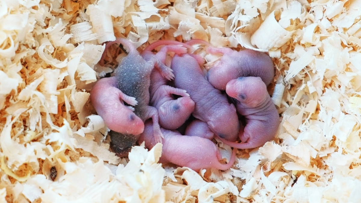 Невероятный прорыв — эмбрионы млекопитающих успешно вырастили в космосе