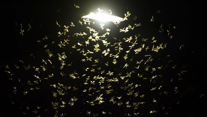 Почему насекомые летят на свет и погибают — найдена настоящая причина