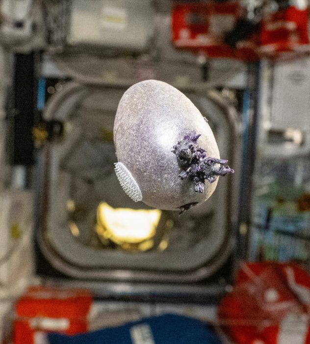 Астронавт NASA напугал публику фотографией инопланетного яйца с МКС 1 Астронавт NASA напугал публику фотографией инопланетного яйца с МКС
