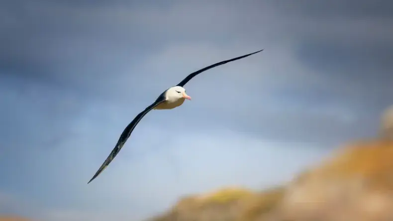 Робот ALBATROSS падает с высоты 150 метров, превращается в парусник и плывет дальше