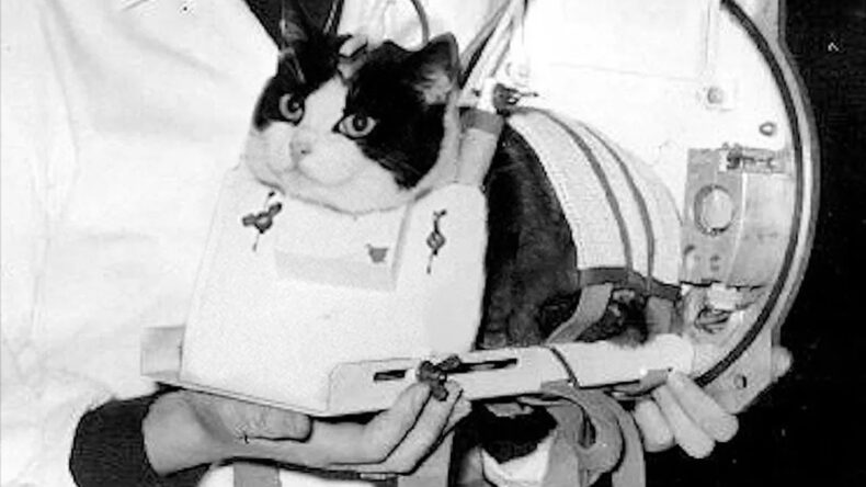 Фелисетт: единственная кошка, слетавшая в космос