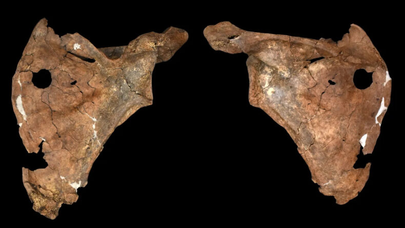 Неандерталец погиб 75 000 лет назад от удара копьем